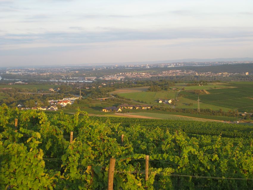 Landschaftsbild vom Rheingau