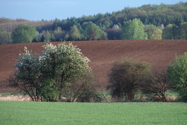 Baumreihe zwischen zwei landwirtschaftlich genutzten Feldern